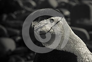 Chinstrap Penguin, Paulet island,