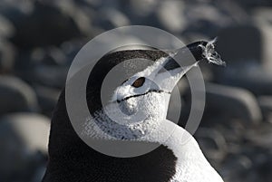 Chinstrap Penguin, Paulet island,