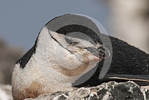 Chinstrap Penguin, Paulet island,