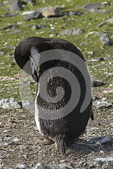 Chinstrap Penguin, Paulet island,