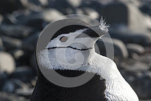 Chinstrap Penguin, Paulet island, photo