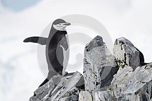 Chinstrap penguin perched on rocks stretching flippers