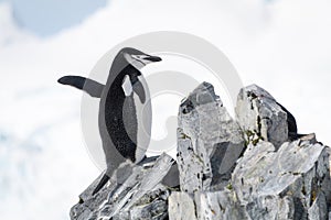 Chinstrap penguin perched on rocks waving flippers
