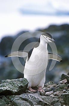 Chinstrap penguin (Pygoscelis antarctica) on Half Moon Island, Bransfield Strait, Antarctica