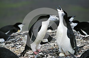 Chinstrap Penguin, pygoscelis antarctican, Pair standing on Nest, with Egg, Antarctica