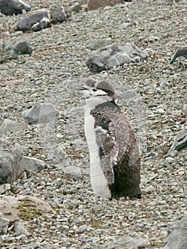 Chinstrap penguin Pygoscelis antarcticus on Aitcho Island