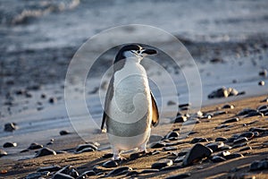 Chinstrap Penguin - South Shetland Islands - Antarctica photo