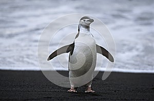 Chinstrap Penguin (Pygoscelis antarcticus) at seashore