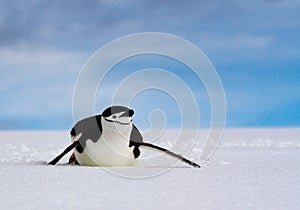 Chinstrap penguin Pygoscelis antarcticus sliding on white snow against a blue sky, Antarctica