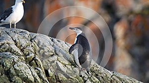 Chinstrap penguin on a rock