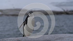 Chinstrap penguin on the rock Antarctic Peninsula.