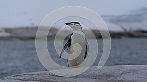 Chinstrap penguin on the rock Antarctic Peninsula.