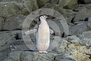 Chinstrap penguin on the rock close up