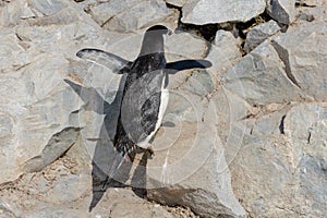 Chinstrap penguin on the rock close up