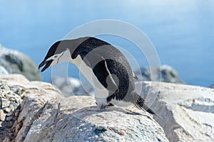 Chinstrap penguin on the rock close up