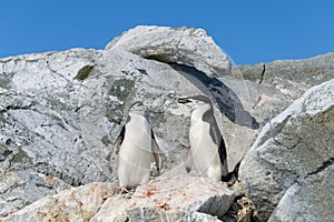 Chinstrap penguin on the rock close up