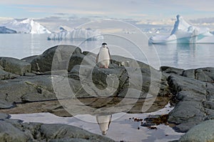 Chinstrap penguin on the rock close up