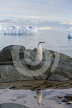 Chinstrap penguin on the rock close up