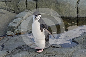 Chinstrap penguin on the rock close up