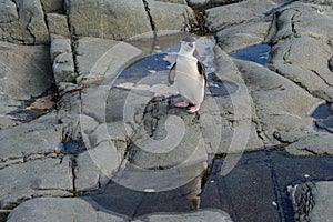 Chinstrap penguin on the rock close up