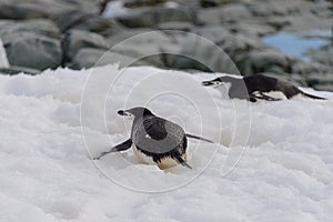 Chinstrap penguin on the rock close up