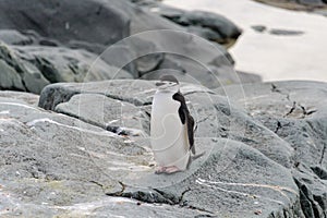 Chinstrap penguin on the rock close up