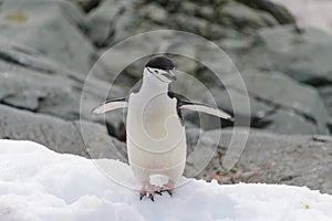 Chinstrap penguin on the rock close up