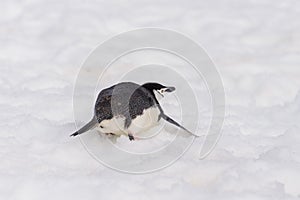 Chinstrap penguin on the rock close up