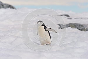 Chinstrap penguin on the rock close up