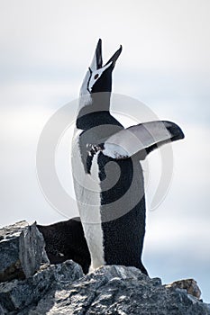 Chinstrap penguin on rock squawks at sky