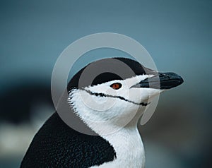 Chinstrap penguin on a rocky beach in Antarctica.