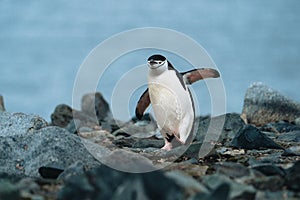 Chinstrap penguin on a rocky beach in Antarctica.