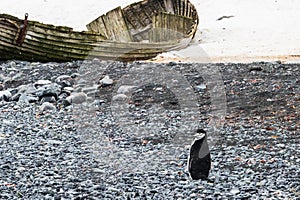Chinstrap and penguiN on rocky beach, Antarctica. Wrecked boat in background.