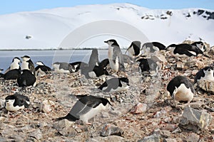 Chinstrap penguin rookery in Antarctica