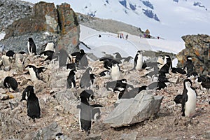 Chinstrap penguin rookery in Antarctica
