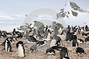 Chinstrap penguin rookery in Antarctica