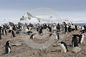 Chinstrap penguin rookery in Antarctica