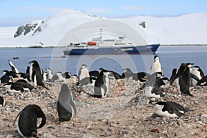 Chinstrap penguin rookery in Antarctica