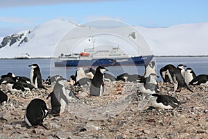 Chinstrap penguin rookery in Antarctica photo