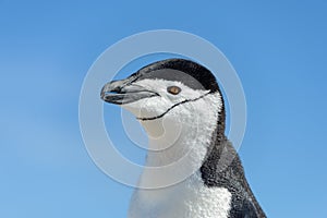 Chinstrap penguin`s head close up