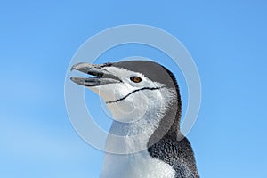 Chinstrap penguin`s head with opened beak close up in Antarctica