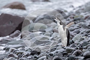 A Chinstrap penguin, screaming on a pebbly beach.