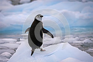 Chinstrap penguin sitting on blue ice, Orne Harbour, Antarctica