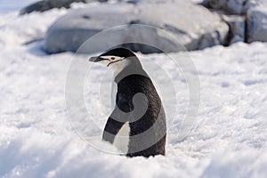 Chinstrap penguin on the snow in Antarctica