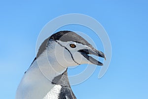 Chinstrap penguin on the snow in Antarctica