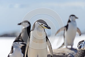 Chinstrap penguin on the snow in Antarctica