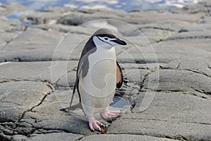 Chinstrap penguin on the snow in Antarctica