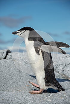 Chinstrap penguin on the snow in Antarctica