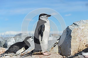 Chinstrap penguin on the snow in Antarctica