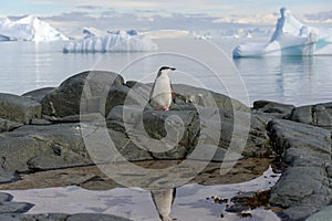 Chinstrap penguin on the snow beach in Antarctica with reflection in water